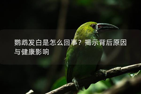 鹦鹉发白是怎么回事？揭示背后原因与健康影响