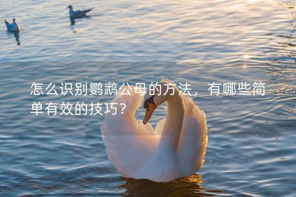 怎么识别鹦鹉公母的方法，有哪些简单有效的技巧？