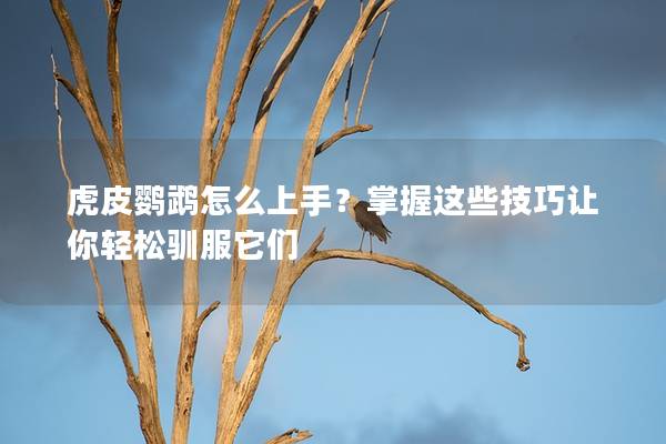 虎皮鹦鹉怎么上手？掌握这些技巧让你轻松驯服它们