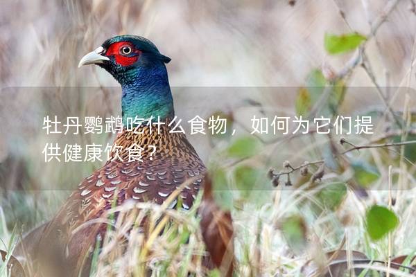 牡丹鹦鹉吃什么食物，如何为它们提供健康饮食？