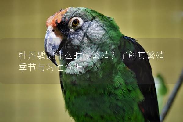 牡丹鹦鹉什么时候繁殖？了解其繁殖季节与习性分析