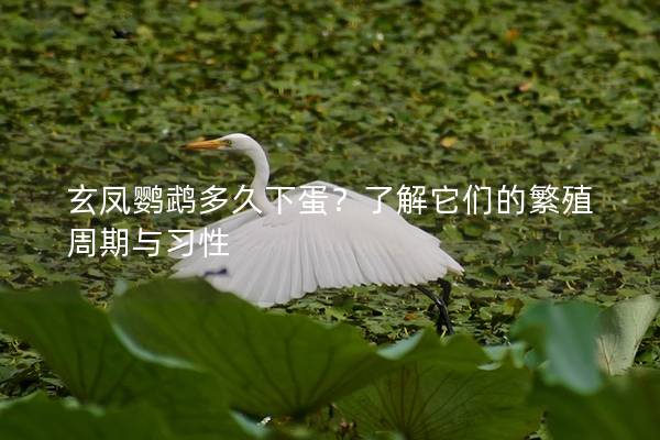 玄凤鹦鹉多久下蛋？了解它们的繁殖周期与习性