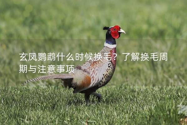 玄凤鹦鹉什么时候换毛？了解换毛周期与注意事项