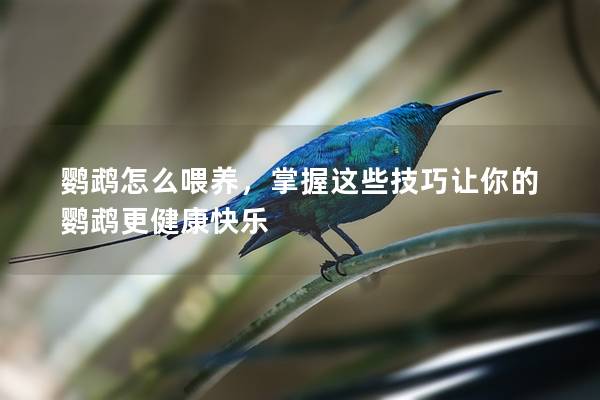 鹦鹉怎么喂养，掌握这些技巧让你的鹦鹉更健康快乐