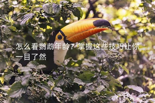 怎么看鹦鹉年龄？掌握这些技巧让你一目了然