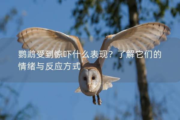 鹦鹉受到惊吓什么表现？了解它们的情绪与反应方式