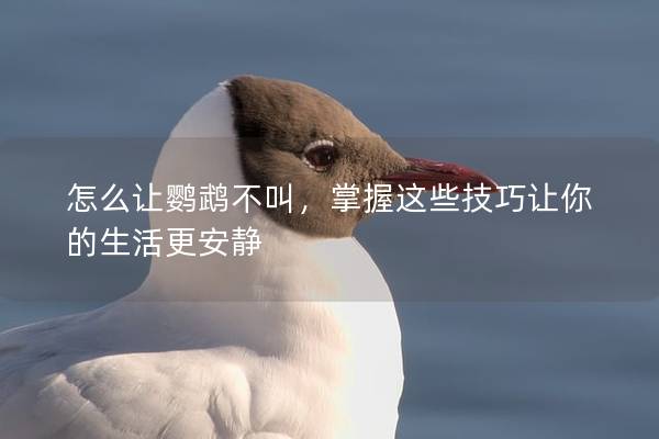 怎么让鹦鹉不叫，掌握这些技巧让你的生活更安静