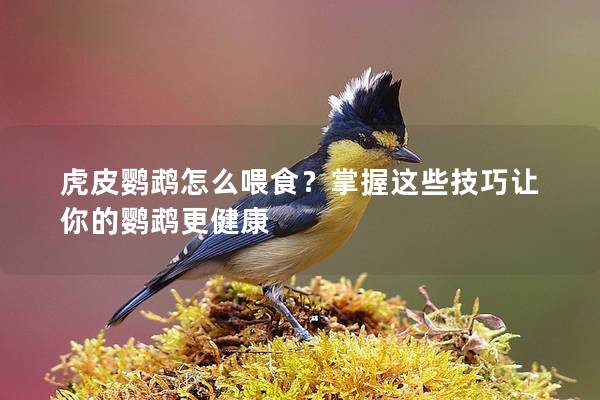 虎皮鹦鹉怎么喂食？掌握这些技巧让你的鹦鹉更健康