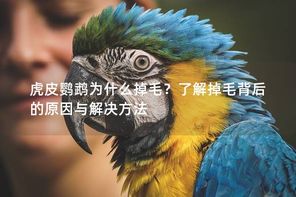 虎皮鹦鹉为什么掉毛？了解掉毛背后的原因与解决方法