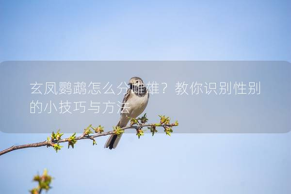 玄凤鹦鹉怎么分雌雄？教你识别性别的小技巧与方法