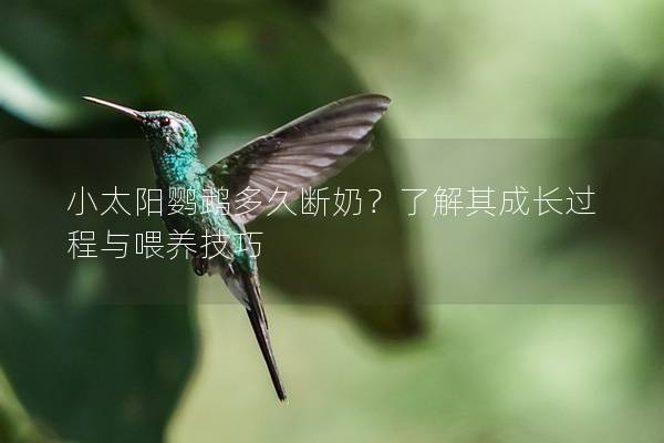 小太阳鹦鹉多久断奶？了解其成长过程与喂养技巧