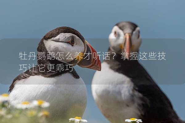 牡丹鹦鹉怎么养才听话？掌握这些技巧让它更乖巧