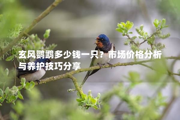 玄风鹦鹉多少钱一只？市场价格分析与养护技巧分享
