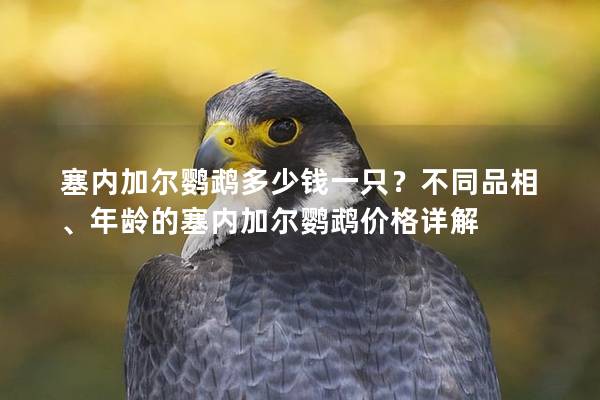 塞内加尔鹦鹉多少钱一只？不同品相、年龄的塞内加尔鹦鹉价格详解