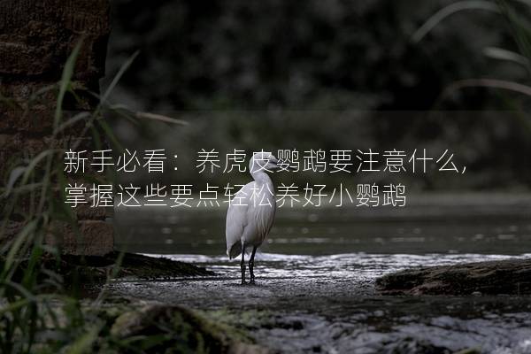 新手必看：养虎皮鹦鹉要注意什么,掌握这些要点轻松养好小鹦鹉