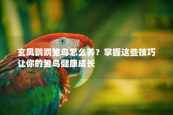 玄凤鹦鹉雏鸟怎么养？掌握这些技巧让你的雏鸟健康成长