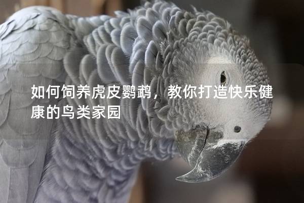 如何饲养虎皮鹦鹉，教你打造快乐健康的鸟类家园