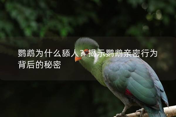 鹦鹉为什么舔人？揭示鹦鹉亲密行为背后的秘密