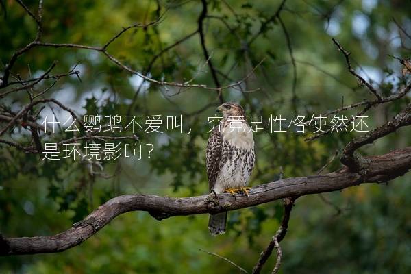 什么鹦鹉不爱叫，究竟是性格使然还是环境影响？