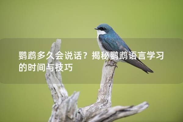 鹦鹉多久会说话？揭秘鹦鹉语言学习的时间与技巧