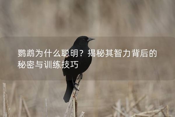 鹦鹉为什么聪明？揭秘其智力背后的秘密与训练技巧