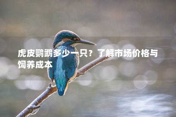 虎皮鹦鹉多少一只？了解市场价格与饲养成本
