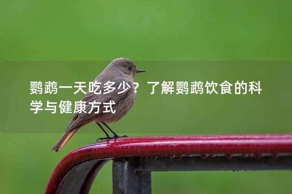 鹦鹉一天吃多少？了解鹦鹉饮食的科学与健康方式