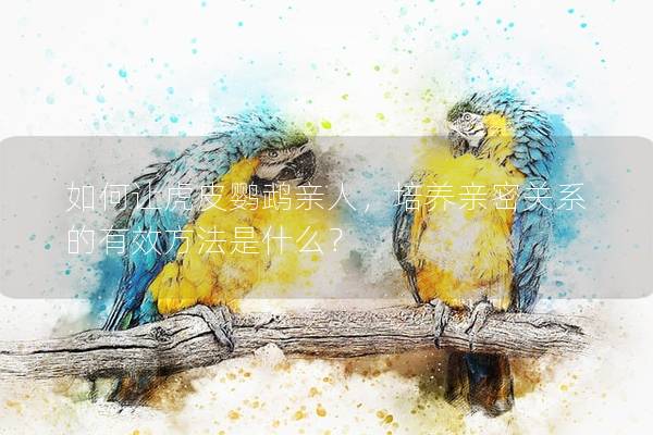 如何让虎皮鹦鹉亲人，培养亲密关系的有效方法是什么？