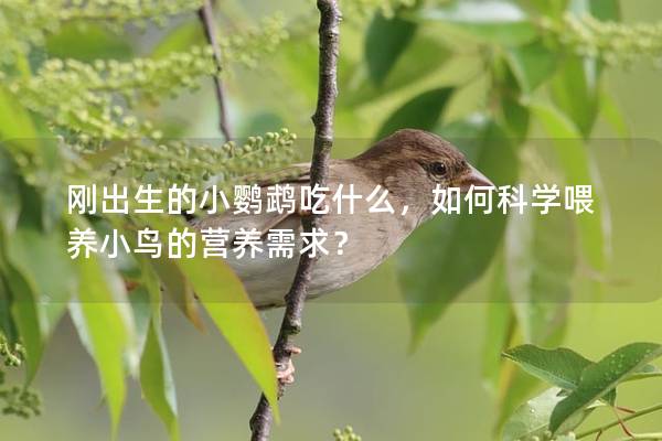 刚出生的小鹦鹉吃什么，如何科学喂养小鸟的营养需求？