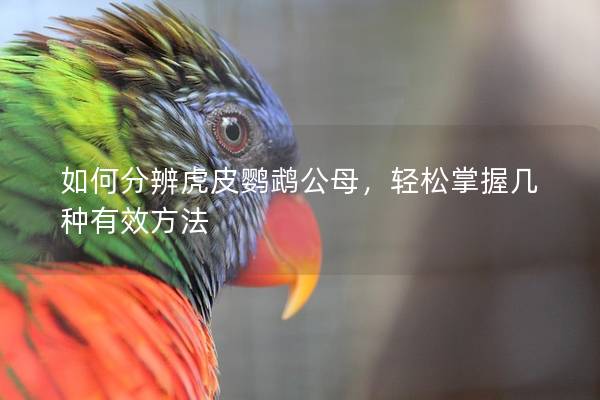 如何分辨虎皮鹦鹉公母，轻松掌握几种有效方法