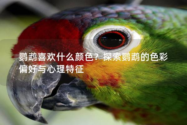 鹦鹉喜欢什么颜色？探索鹦鹉的色彩偏好与心理特征