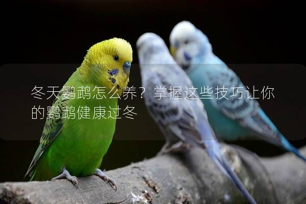 冬天鹦鹉怎么养？掌握这些技巧让你的鹦鹉健康过冬
