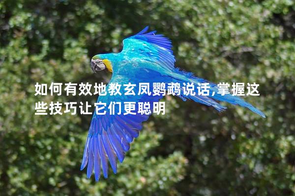 如何有效地教玄凤鹦鹉说话,掌握这些技巧让它们更聪明
