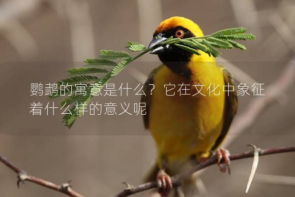 鹦鹉的寓意是什么？它在文化中象征着什么样的意义呢