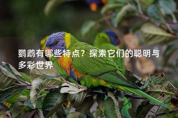 鹦鹉有哪些特点？探索它们的聪明与多彩世界