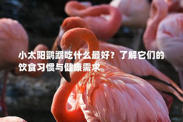 小太阳鹦鹉吃什么最好？了解它们的饮食习惯与健康需求