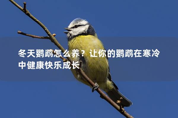 冬天鹦鹉怎么养？让你的鹦鹉在寒冷中健康快乐成长