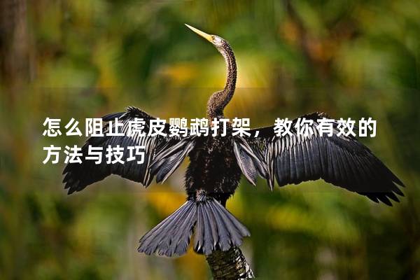 怎么阻止虎皮鹦鹉打架，教你有效的方法与技巧