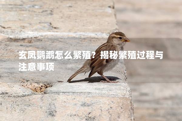 玄凤鹦鹉怎么繁殖？揭秘繁殖过程与注意事项