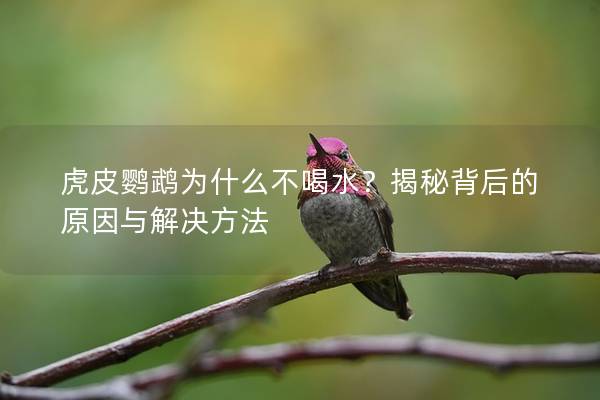 虎皮鹦鹉为什么不喝水？揭秘背后的原因与解决方法