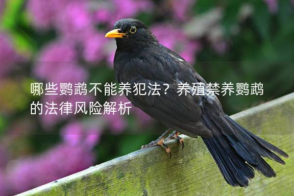 哪些鹦鹉不能养犯法？养殖禁养鹦鹉的法律风险解析