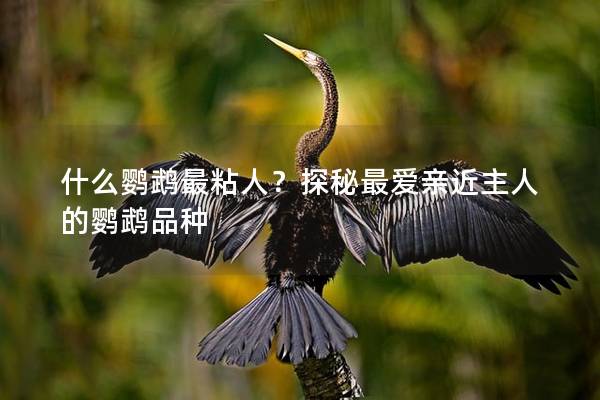 什么鹦鹉最粘人？探秘最爱亲近主人的鹦鹉品种