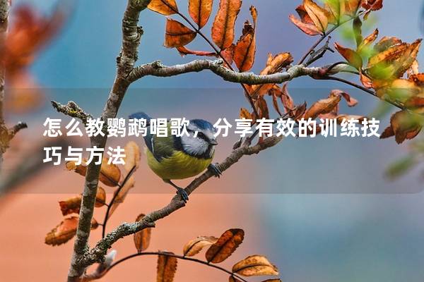 怎么教鹦鹉唱歌，分享有效的训练技巧与方法