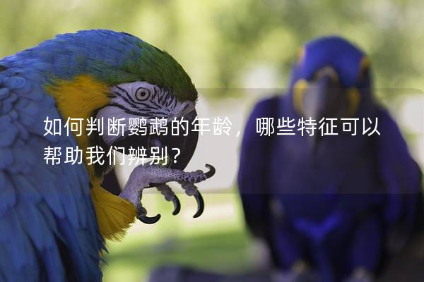 如何判断鹦鹉的年龄，哪些特征可以帮助我们辨别？