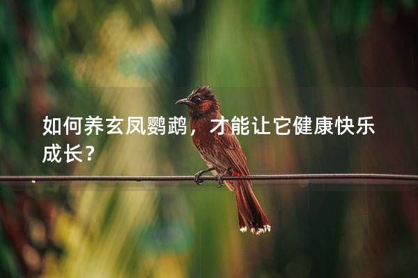 如何养玄凤鹦鹉，才能让它健康快乐成长？