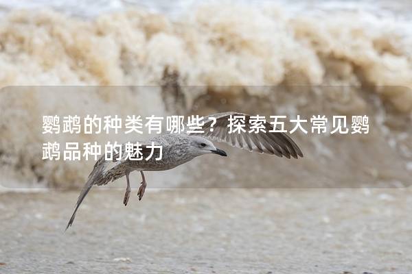 鹦鹉的种类有哪些？探索五大常见鹦鹉品种的魅力
