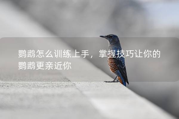鹦鹉怎么训练上手，掌握技巧让你的鹦鹉更亲近你