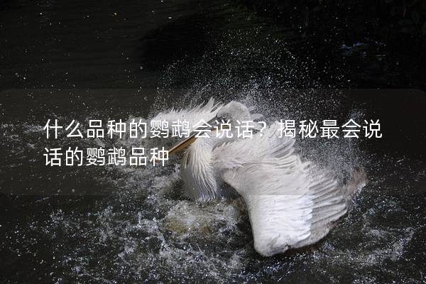 什么品种的鹦鹉会说话？揭秘最会说话的鹦鹉品种