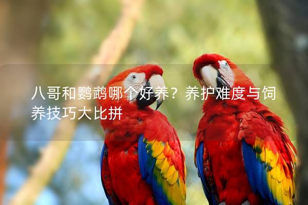 八哥和鹦鹉哪个好养？养护难度与饲养技巧大比拼