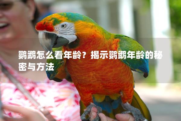 鹦鹉怎么看年龄？揭示鹦鹉年龄的秘密与方法